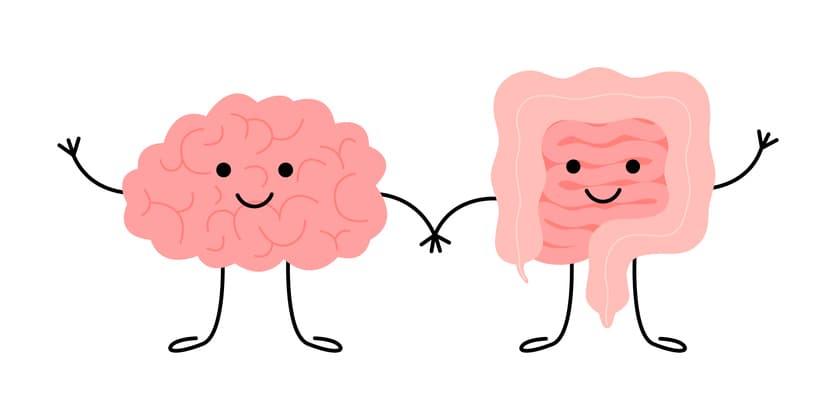 Darm-brein verbinding illustratie